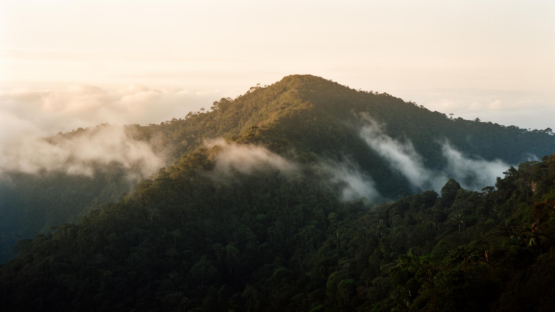Tropical Andes ridgeline at dawn, cloud forest canopy under mist.